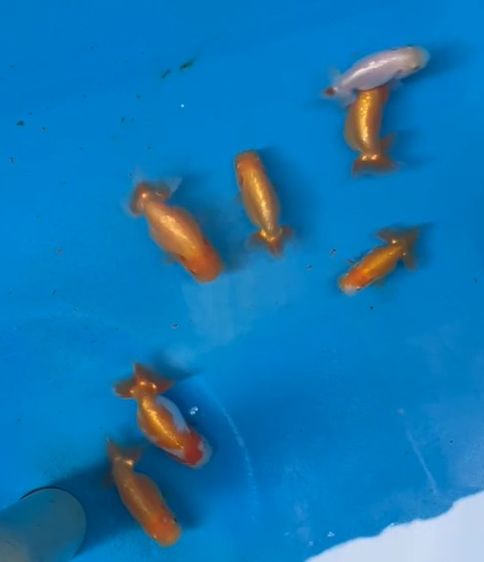 เบบี้รันชู (Baby Ranchu) รูปที่ 2