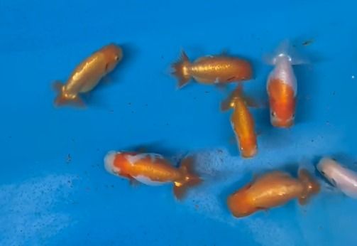เบบี้รันชู (Baby Ranchu) รูปที่ 3