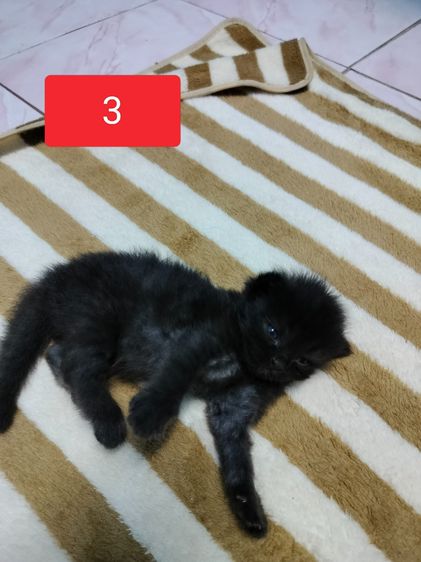 แมวเปอร์เซีย รูปที่ 3
