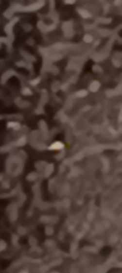 พระปิดตา วัดป่า หลวงปู่เฮี้ยง หลังแบบ นิยมรุ่นแรก  รูปที่ 18