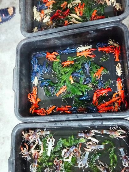 กุ้งสวยๆ รูปที่ 3