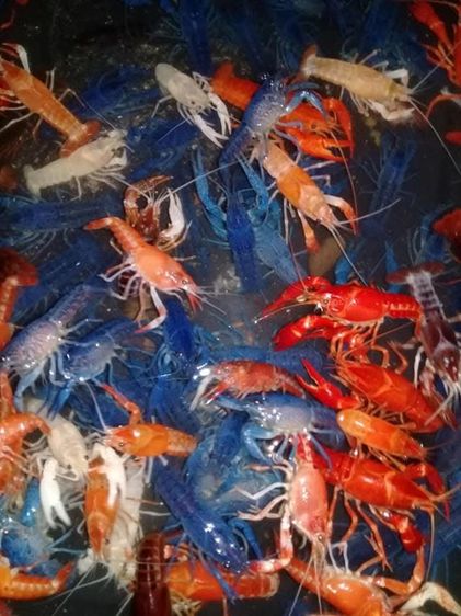 กุ้งสวยๆ
