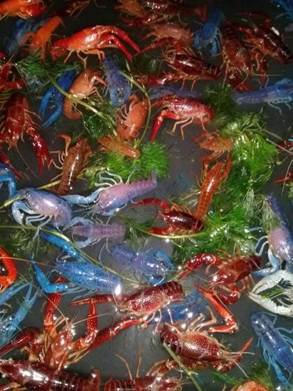 กุ้งสวยๆ รูปที่ 2