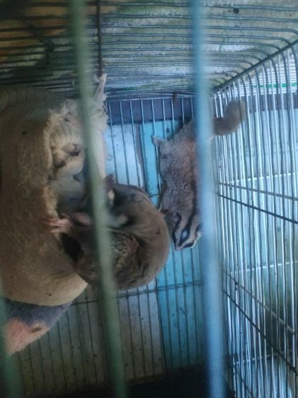 ขายชูก้า4ตัวมีลูกในท้องอีก2ตัวรวมเป็น6ตัวครับราคา1500 รูปที่ 2