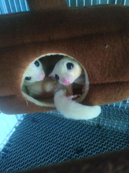 ขายชูก้า4ตัวมีลูกในท้องอีก2ตัวรวมเป็น6ตัวครับราคา1500 รูปที่ 3