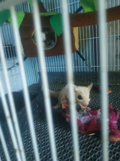 ขายชูก้า4ตัวมีลูกในท้องอีก2ตัวรวมเป็น6ตัวครับราคา1500 รูปที่ 8