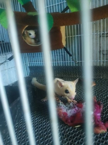 ขายชูก้า4ตัวมีลูกในท้องอีก2ตัวรวมเป็น6ตัวครับราคา1500 รูปที่ 10