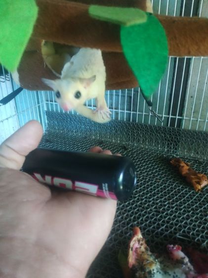 ขายชูก้า4ตัวมีลูกในท้องอีก2ตัวรวมเป็น6ตัวครับราคา1500 รูปที่ 4