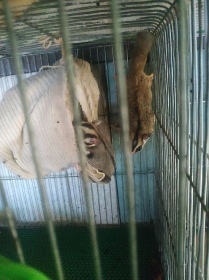 ขายชูก้า4ตัวมีลูกในท้องอีก2ตัวรวมเป็น6ตัวครับราคา1500 รูปที่ 9