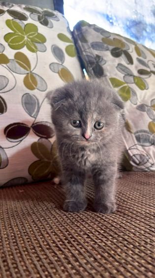 มัชกิ้น