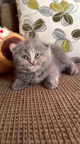 มัชกิ้น รูปที่ 2