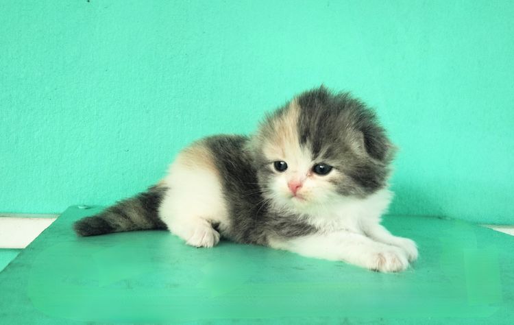 สก๊อตติช รูปที่ 3