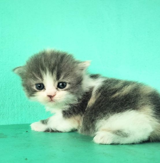สก็อตติช โฟลด์ (Scottish Fold) สก๊อตติช