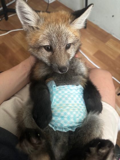 สุนัขจิ้งจอก red fox 