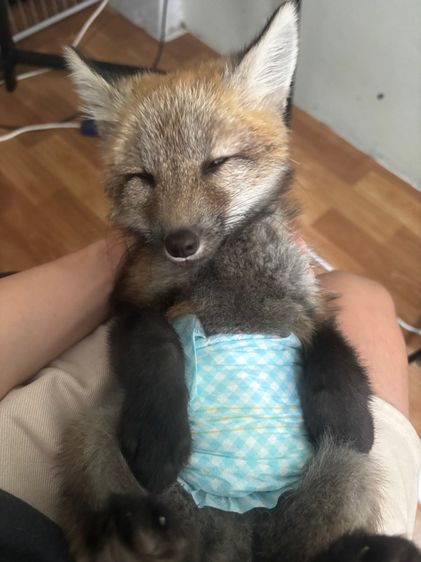 สุนัขจิ้งจอก red fox  รูปที่ 2