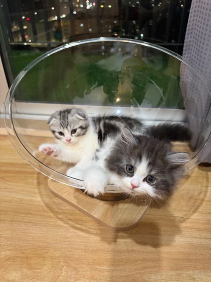 แมวสก๊อตติช ฟรอมหมี ตัวอ้วนๆ ลายวัวขาวดำ รูปที่ 12