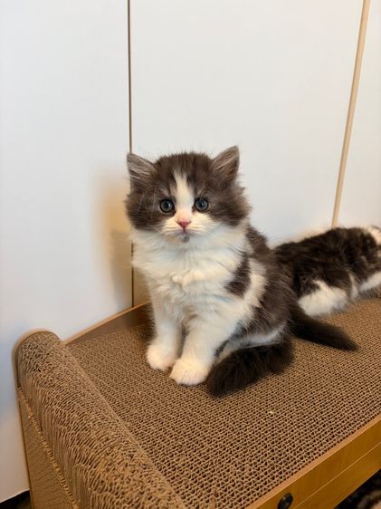 แมวสก๊อตติช ฟรอมหมี ตัวอ้วนๆ ลายวัวขาวดำ รูปที่ 4