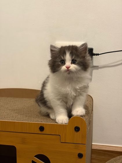 แมวสก๊อตติช ฟรอมหมี ตัวอ้วนๆ ลายวัวขาวดำ