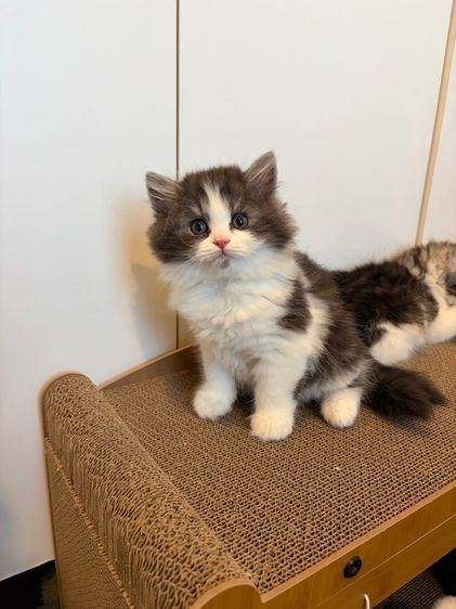 แมวสก๊อตติช ฟรอมหมี ตัวอ้วนๆ ลายวัวขาวดำ รูปที่ 6