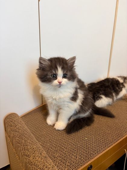 แมวสก๊อตติช ฟรอมหมี ตัวอ้วนๆ ลายวัวขาวดำ รูปที่ 5