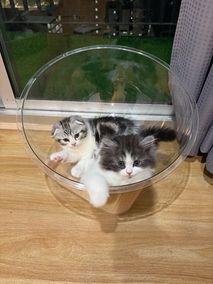 แมวสก๊อตติช ฟรอมหมี ตัวอ้วนๆ ลายวัวขาวดำ รูปที่ 11