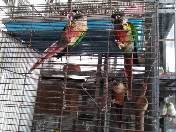 กรีนชีค 3 ตัว เหมาถูก รูปที่ 2