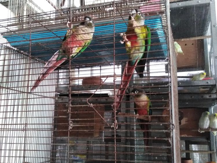 กรีนชีค 3 ตัว เหมาถูก รูปที่ 3
