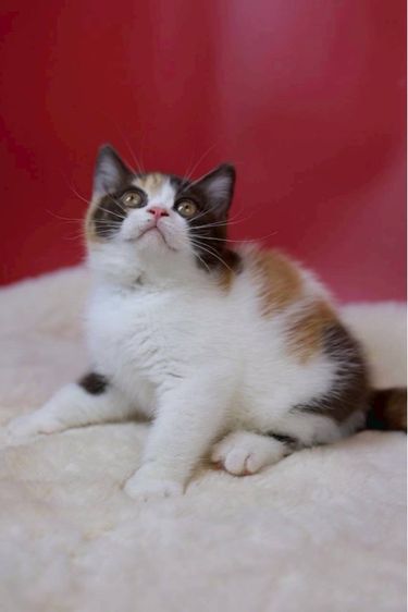 british shorthair รูปที่ 6