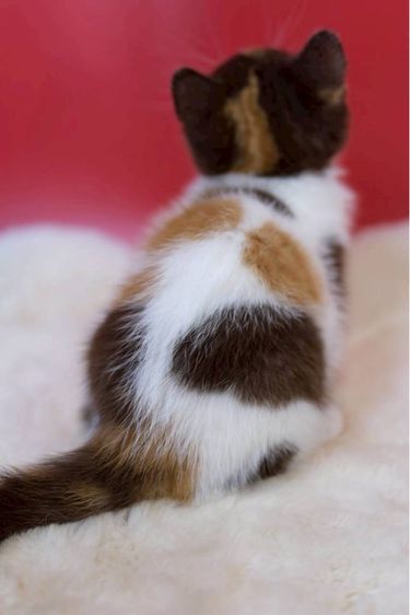 british shorthair รูปที่ 2