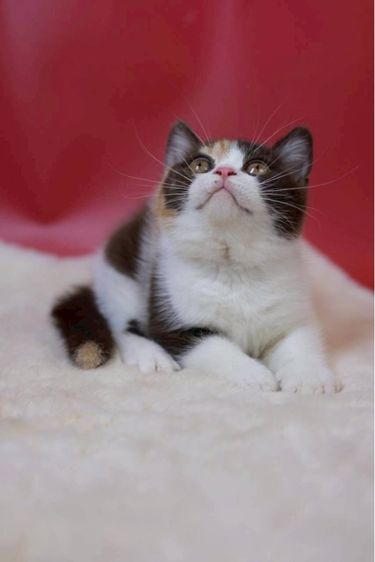 british shorthair รูปที่ 5