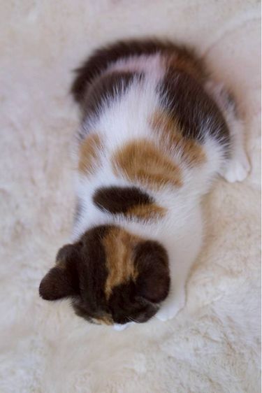 british shorthair รูปที่ 7