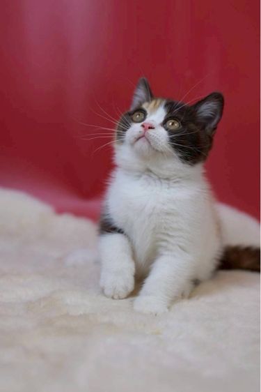 british shorthair รูปที่ 4
