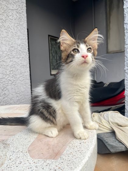 แมวเมนคูน รูปที่ 3