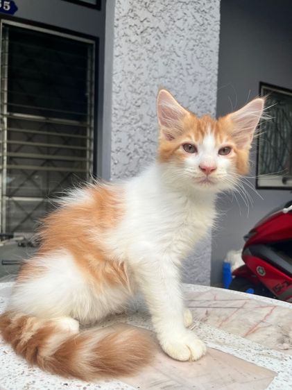 แมวเมนคูน