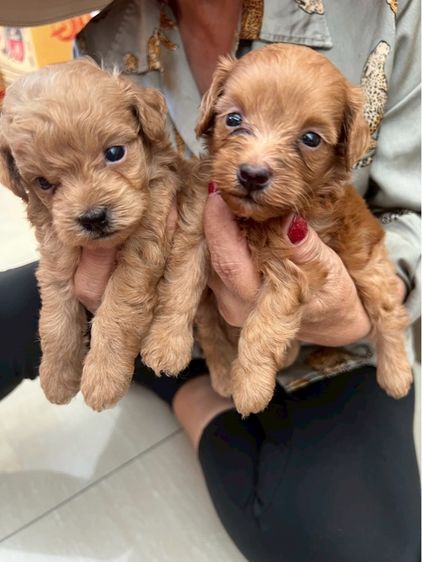 พุดเดิ้ลแท้ 2หนุ่ม รูปที่ 7