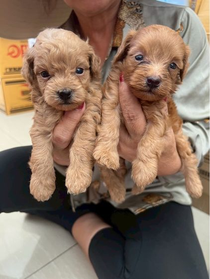 พุดเดิ้ลแท้ 2หนุ่ม