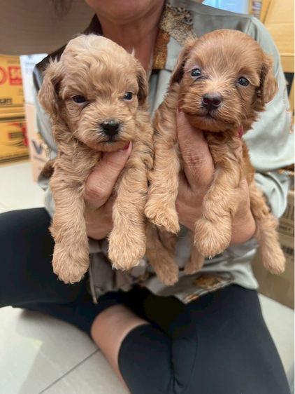 พุดเดิ้ลแท้ 2หนุ่ม รูปที่ 4