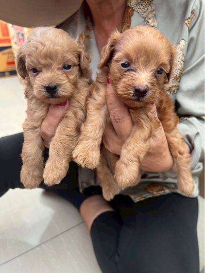 พุดเดิ้ลแท้ 2หนุ่ม รูปที่ 5