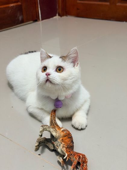 แมวบริติชช็อตแฮร์ รูปที่ 2