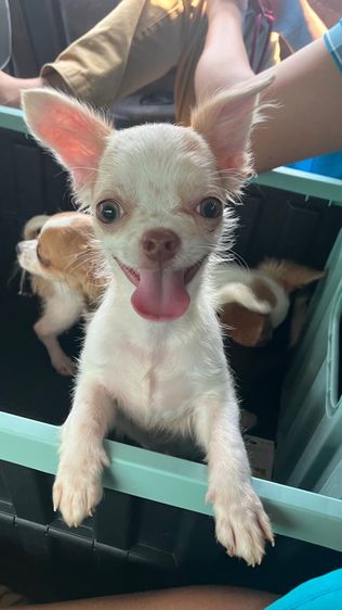 ชิวาวา 4 เดือน เพศชาย วัคซีนครบ