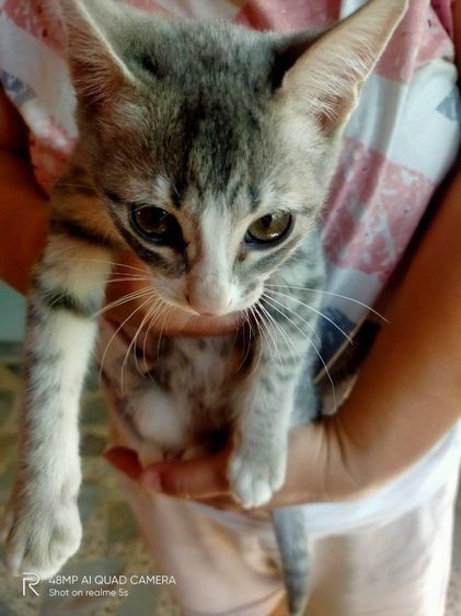 แมวน่ารัก รูปที่ 3