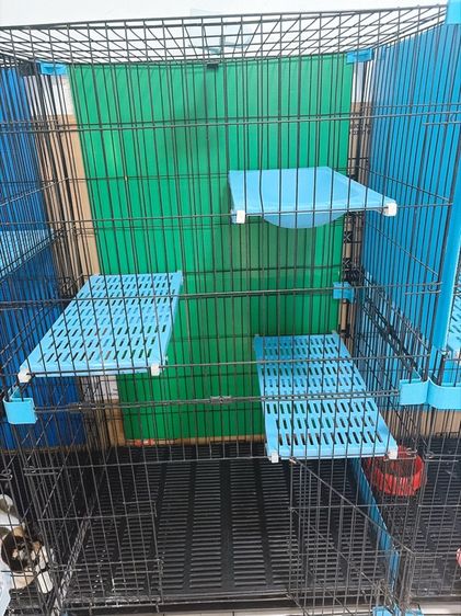 กรงแมว  รูปที่ 9