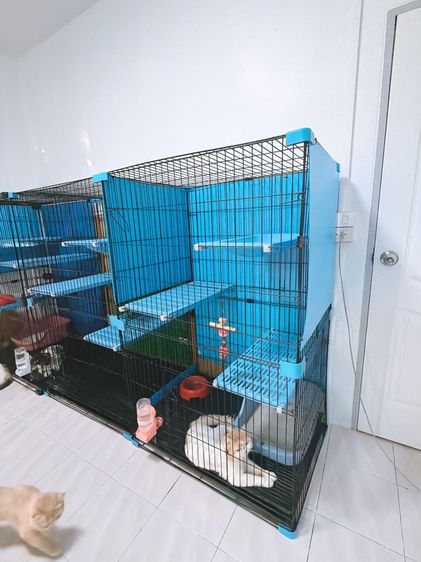 กรงแมว  รูปที่ 3