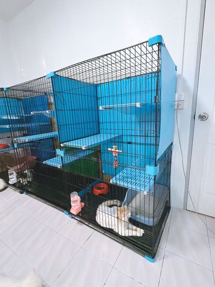 กรงแมว  รูปที่ 2