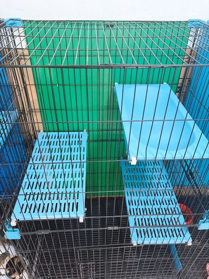 กรงแมว  รูปที่ 5