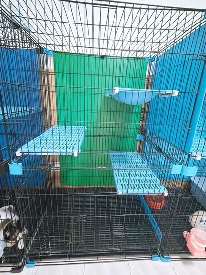 กรงแมว  รูปที่ 4