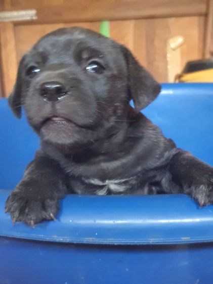 ลูกสุนัขบูลลี่  ผสม พ่อลาบาดอร์ แม่บูลลี่พอกเก็ต