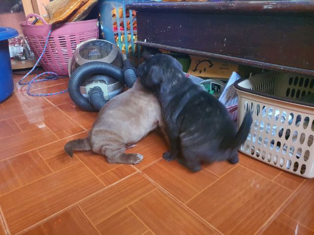ลูกสุนัขบูลลี่  ผสม พ่อลาบาดอร์ แม่บูลลี่พอกเก็ต รูปที่ 6