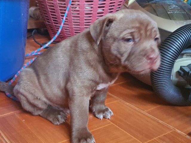 ลูกสุนัขบูลลี่  ผสม พ่อลาบาดอร์ แม่บูลลี่พอกเก็ต รูปที่ 4