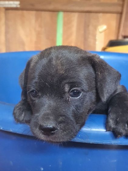 ลูกสุนัขบูลลี่  ผสม พ่อลาบาดอร์ แม่บูลลี่พอกเก็ต รูปที่ 8